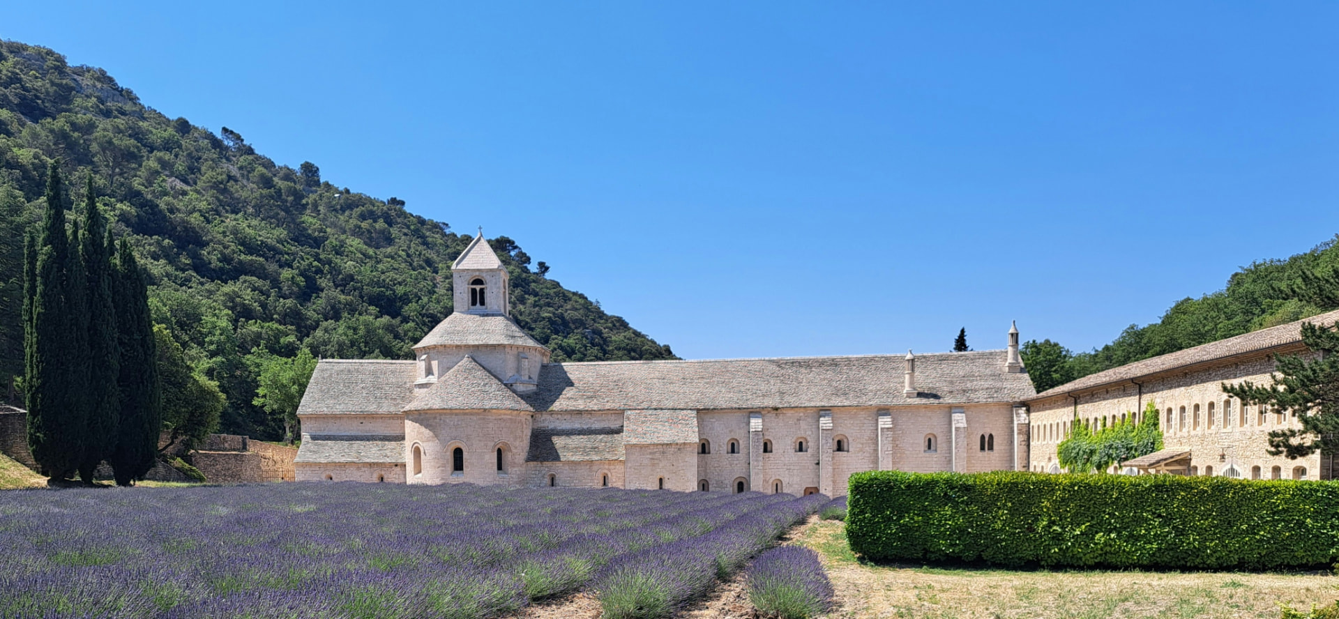 Champ de lavande en fleur devant l'abbaye de Sénanque, près de Gordes
